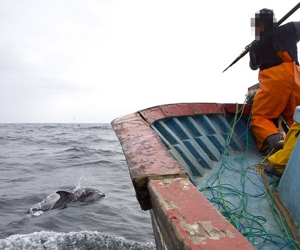 Cảnh săn bắt cá heo đáng sợ ở Peru